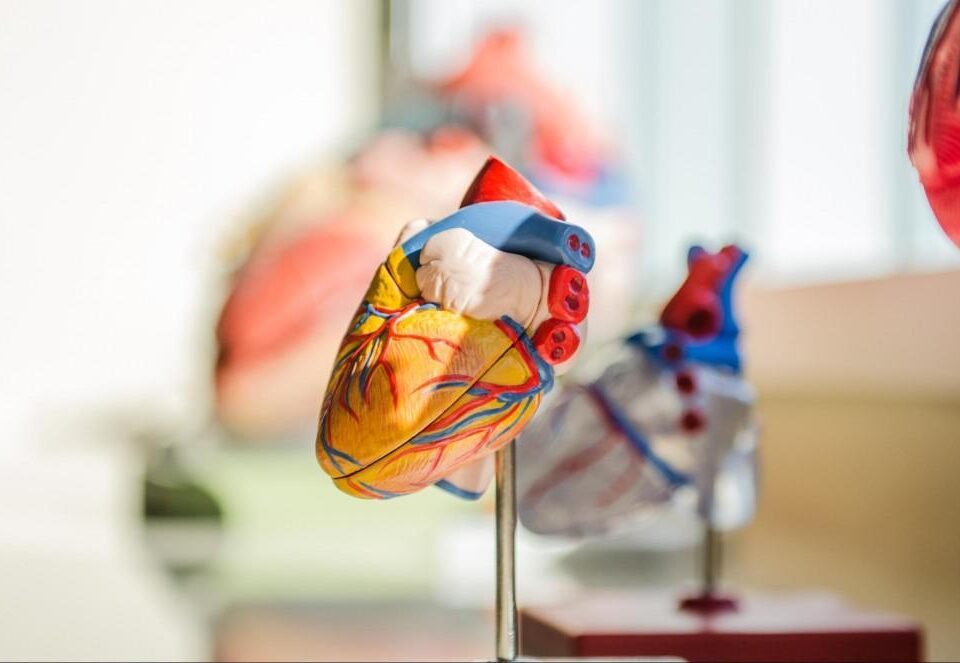 How Cardiology Research is Shaping Future Treatments
