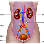 Urology and What Patients Should Be Aware Of